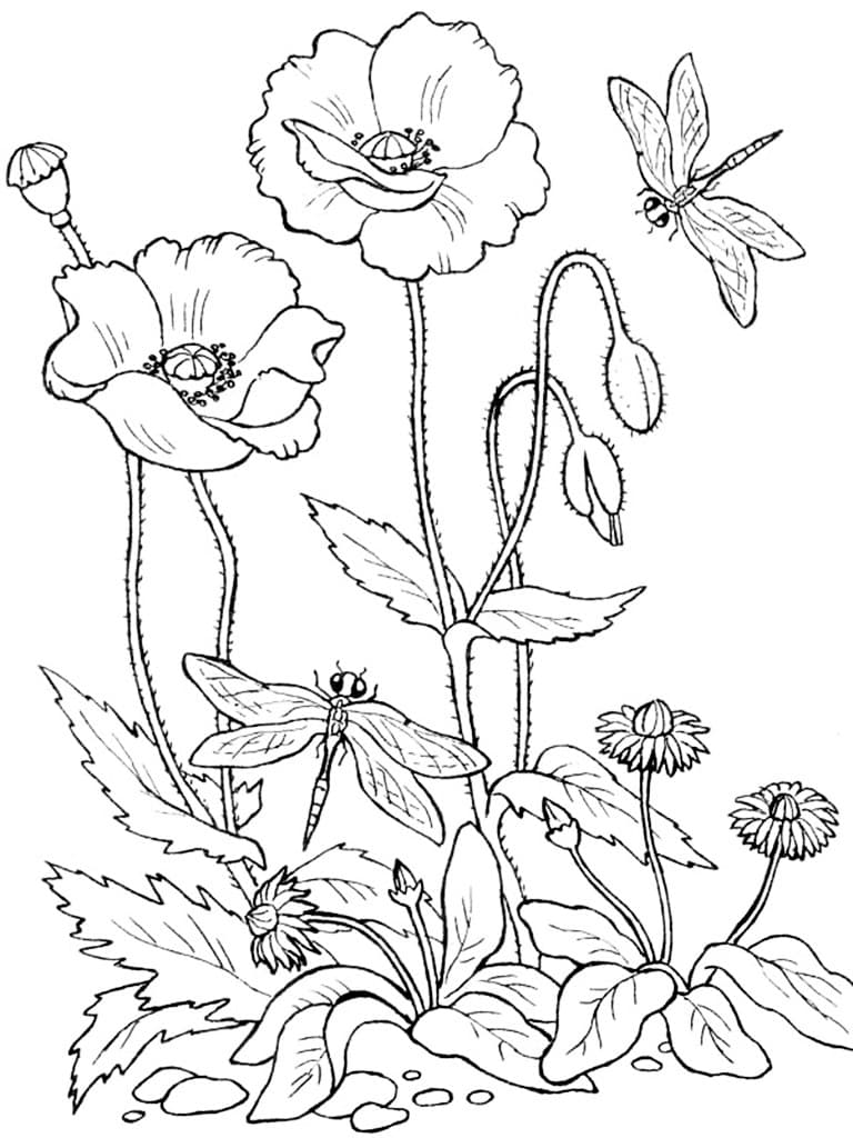 Раскраски цветы для взрослых. Раскраска 17