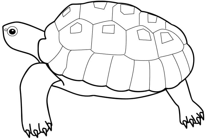 Раскраска Черепаха. Раскраска 6