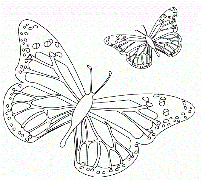 Раскраска Бабочки. Раскраска 21