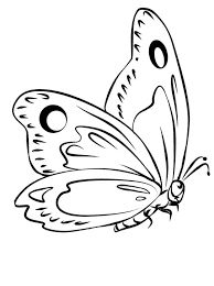 Раскраска Бабочки. Раскраска 28