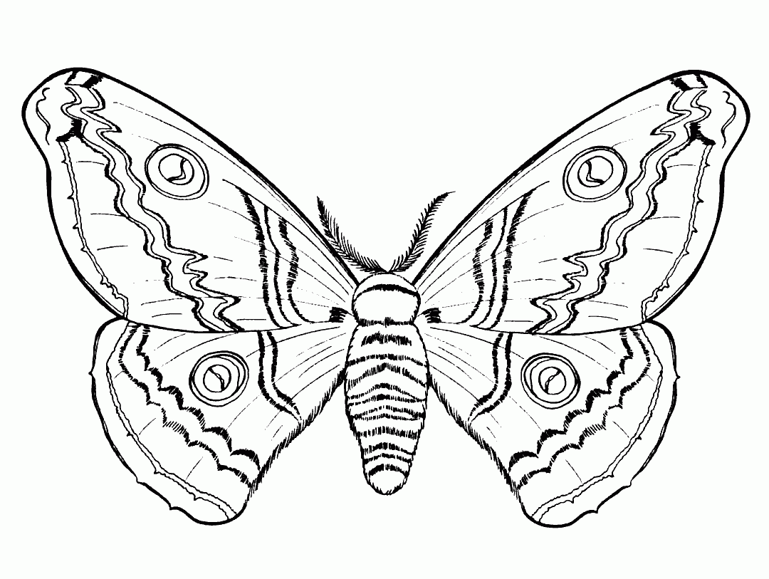 Раскраска Бабочки. Раскраска 31