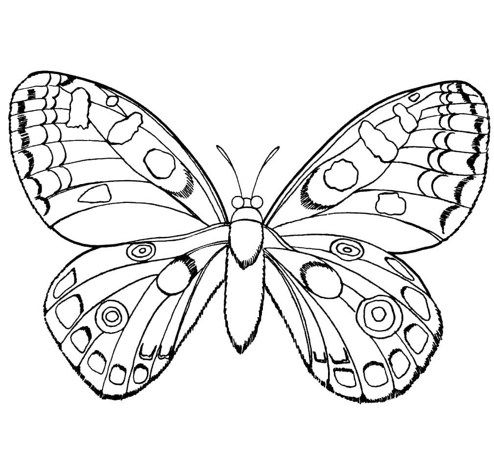 Раскраска Бабочки. Раскраска 14
