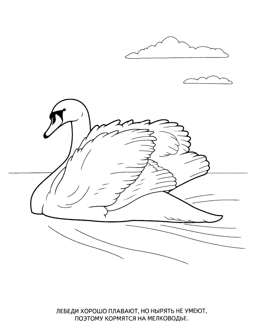 Раскраска Лебедь. Раскраска 12