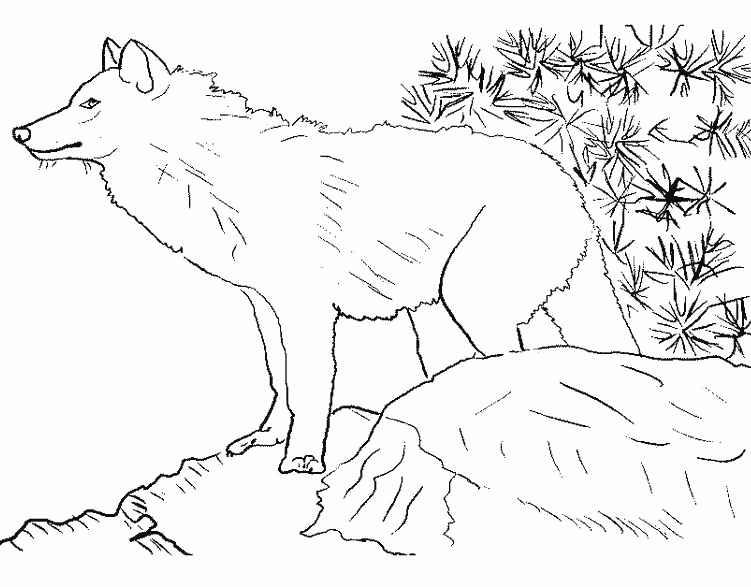 Раскраска Волк. Раскраска 4