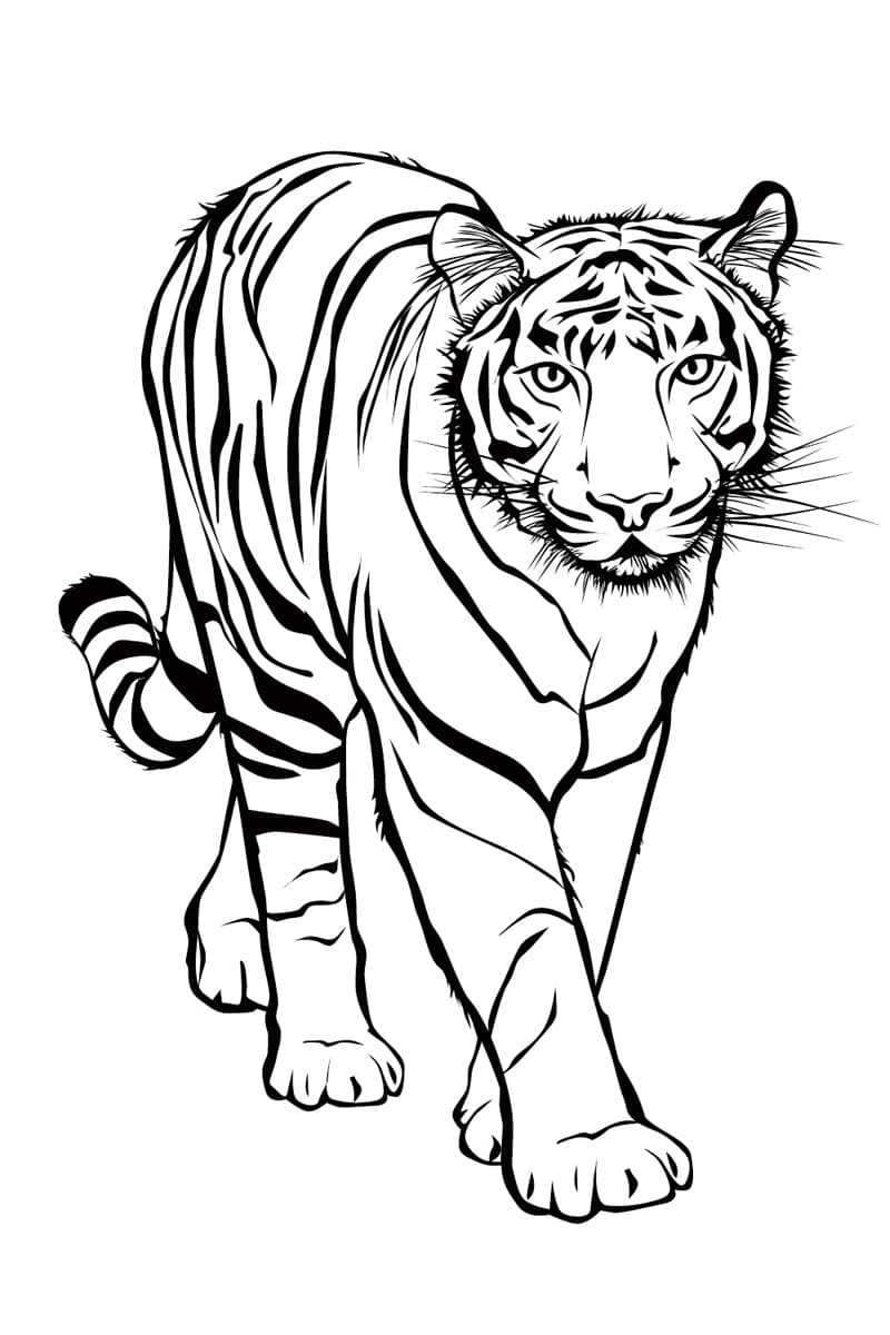 Раскраска Тигр. Раскраска 17