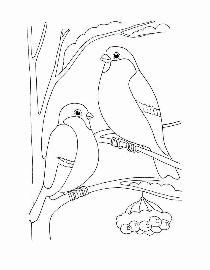 Раскраска Зимующие птицы. Раскраска 21