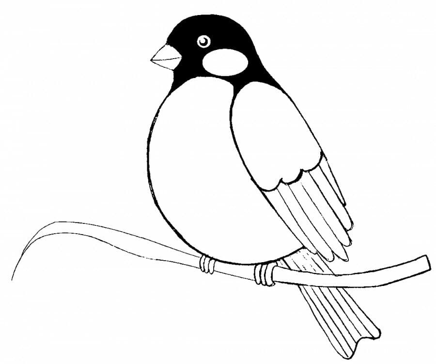 Раскраска Зимующие птицы. Раскраска 26