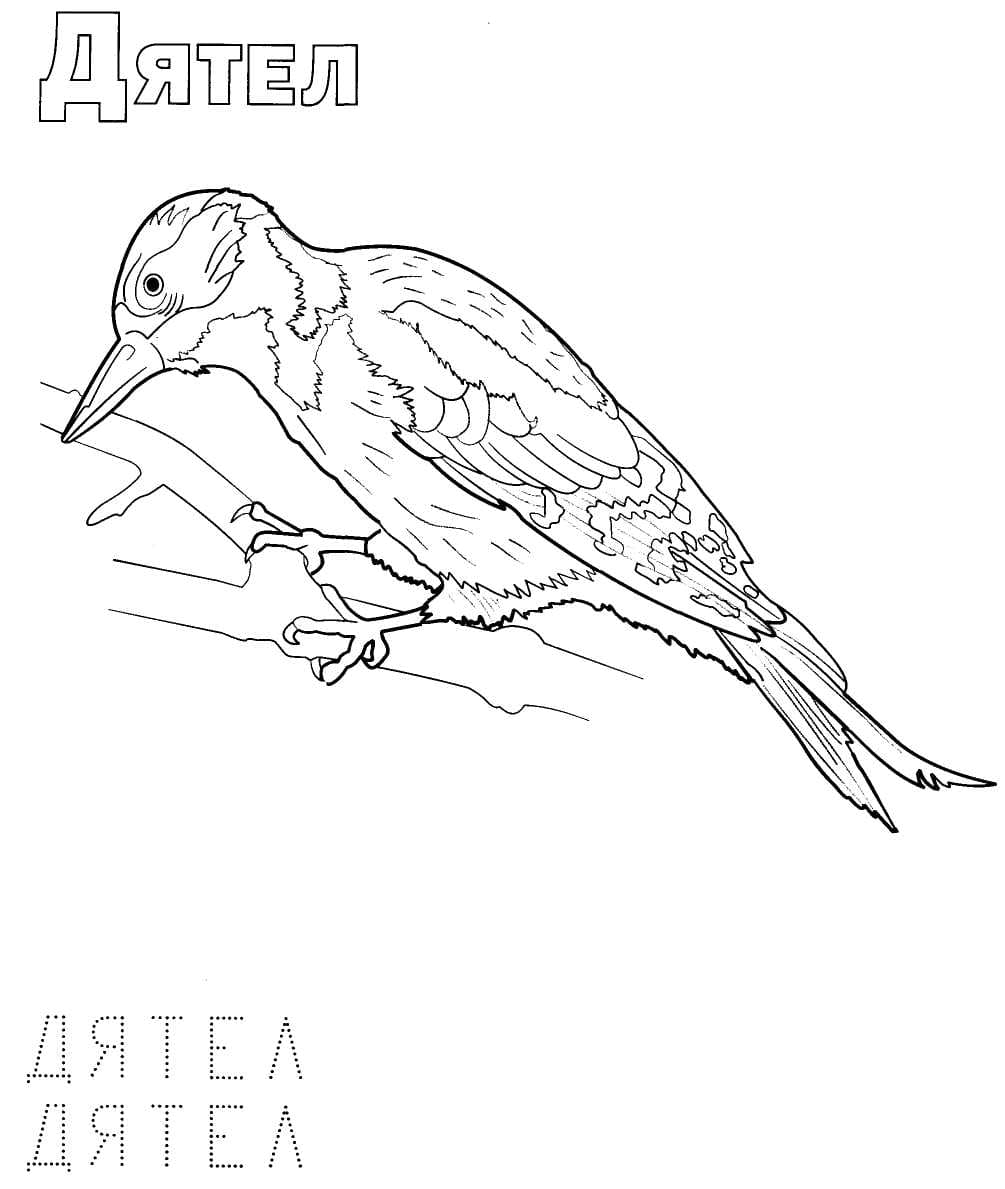 Раскраска Зимующие птицы. Раскраска 28