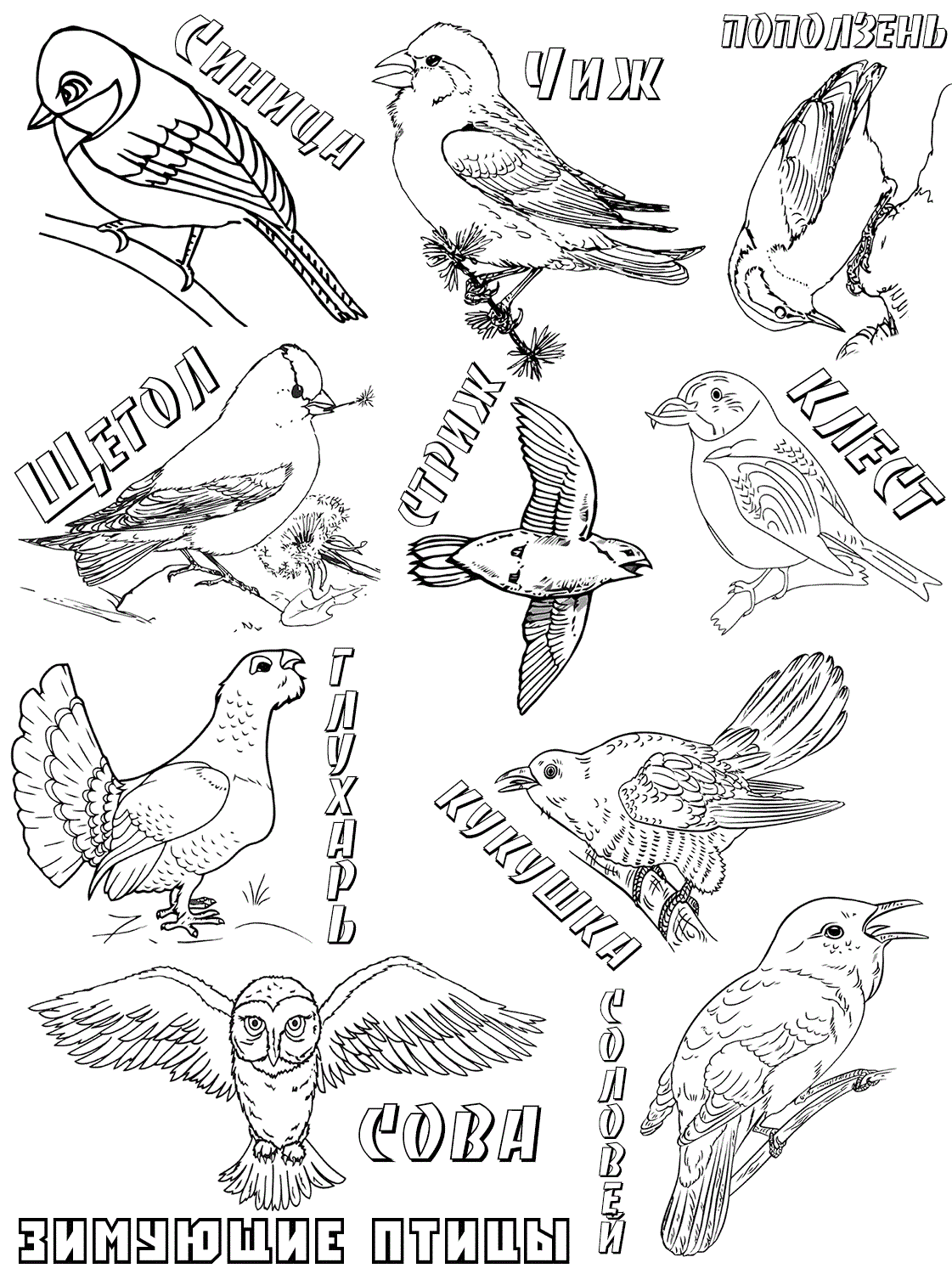 Раскраска Зимующие птицы. Раскраска 5