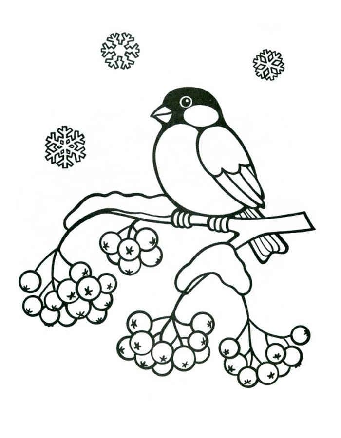 Раскраска Зимующие птицы. Раскраска 6