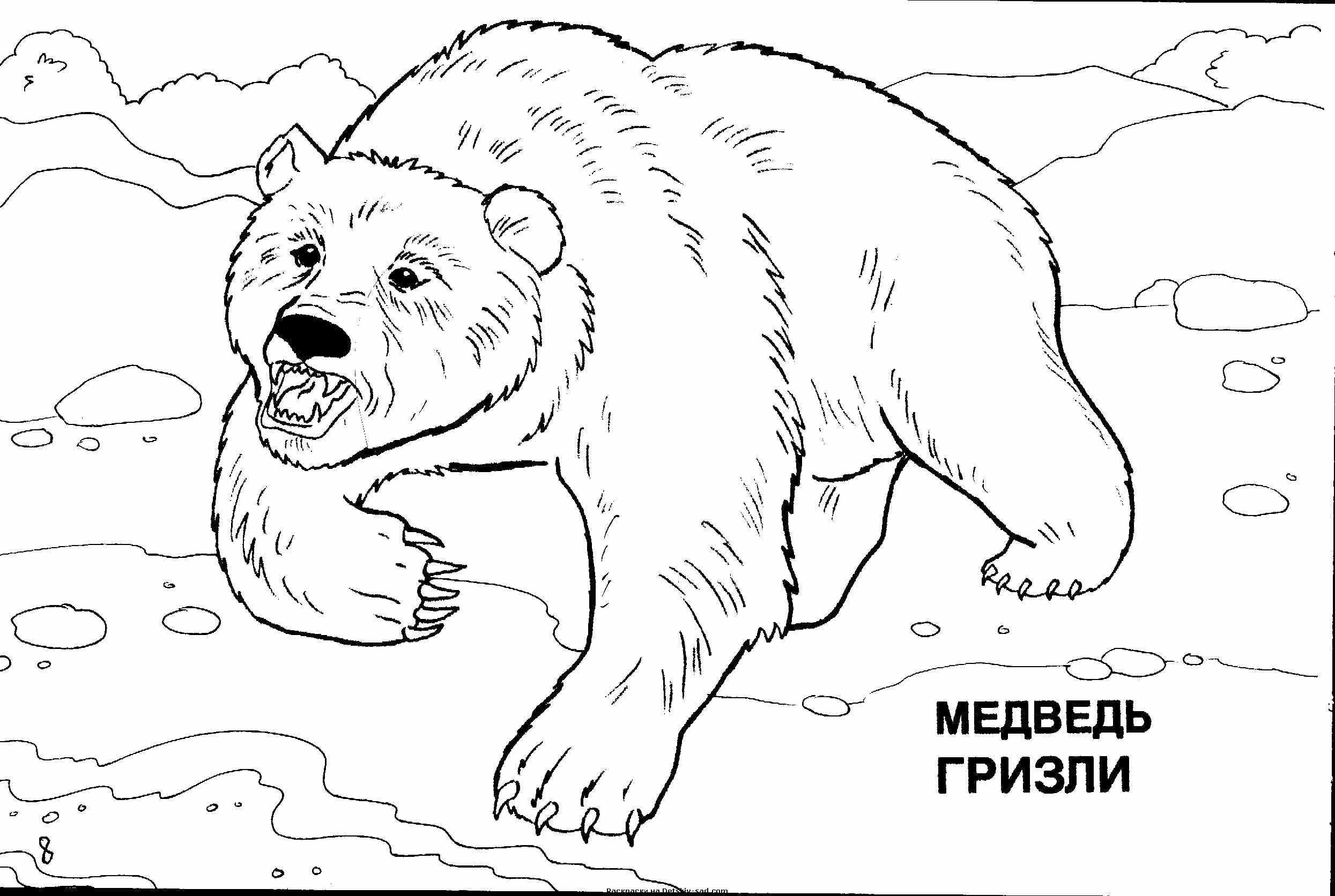 Раскраска Медведь. Раскраска 2