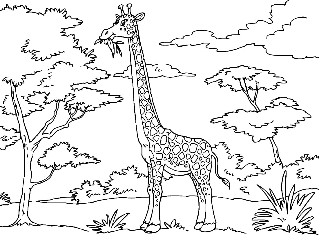 Раскраска Жираф. Раскраска 27
