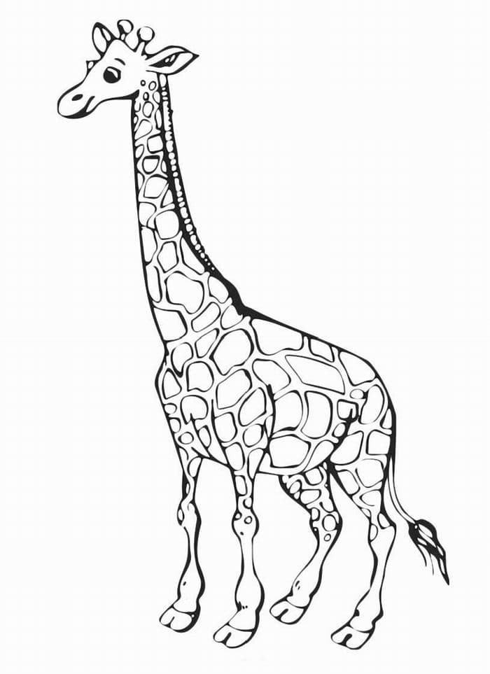 Раскраска Жираф. Раскраска 8