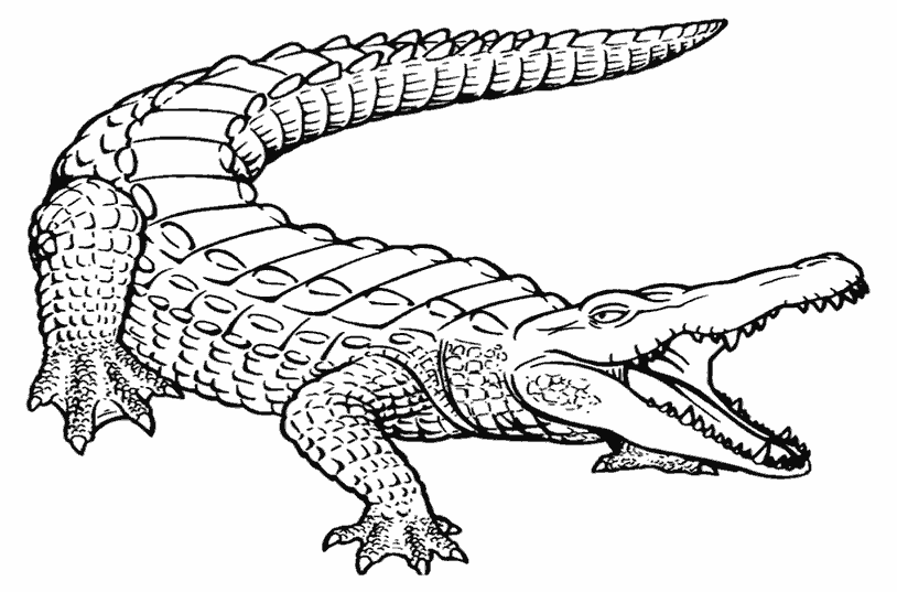 Раскраска Крокодил. Раскраска 1