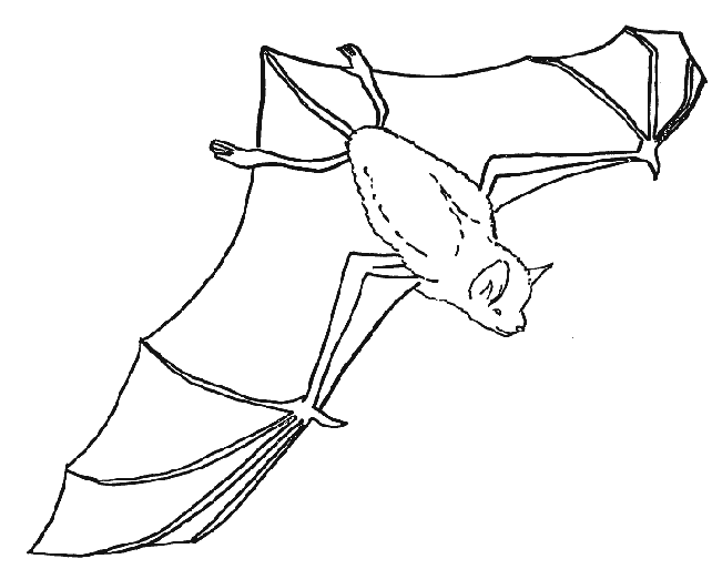 Раскраска Летучая мышь. Раскраска 14