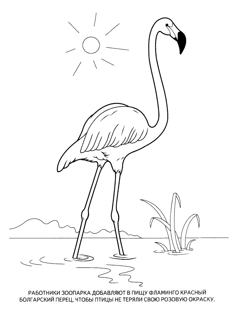 Раскраска Фламинго. Раскраска 1