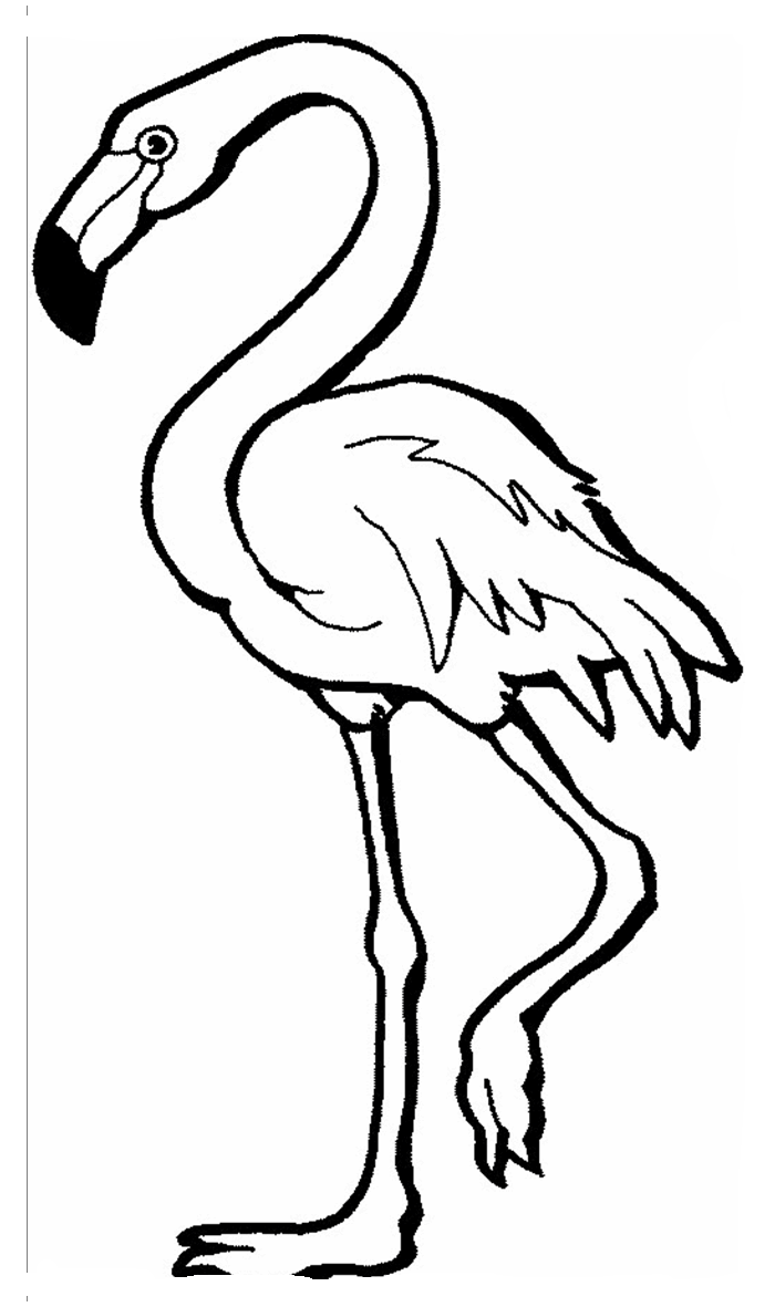 Раскраска Фламинго. Раскраска 3