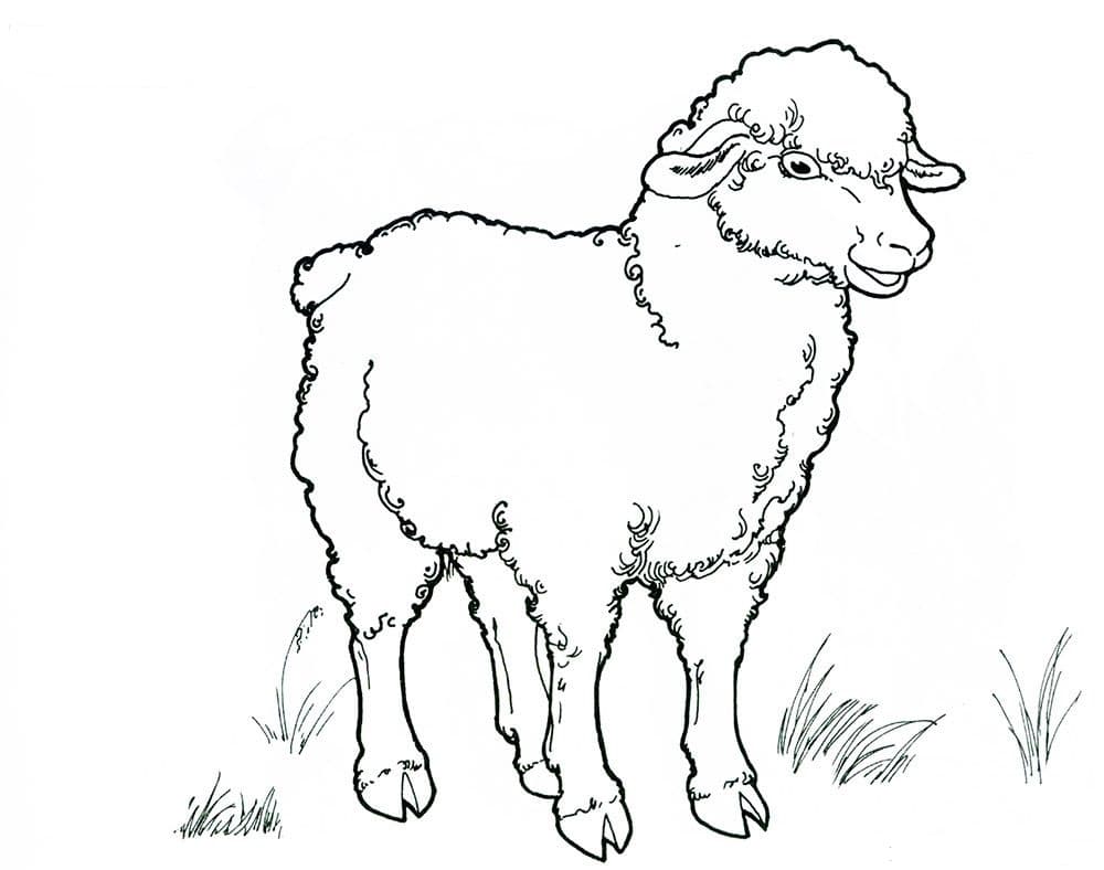 Раскраска Овца. Раскраска 16