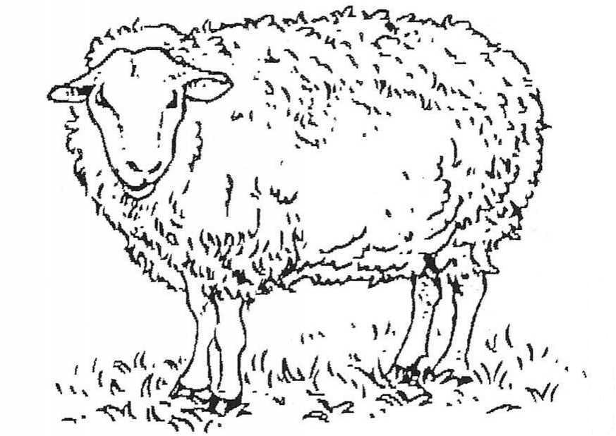 Раскраска Овца. Раскраска 17