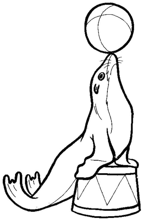 Раскраска Морской Котик. Раскраска 9