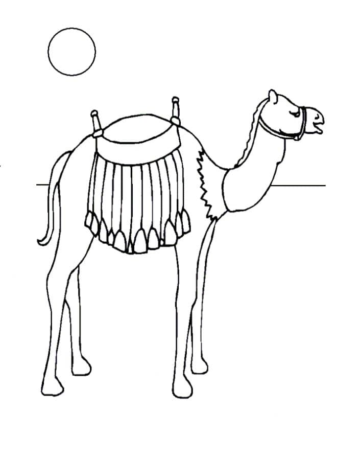 Раскраска Верблюд. Раскраска 13
