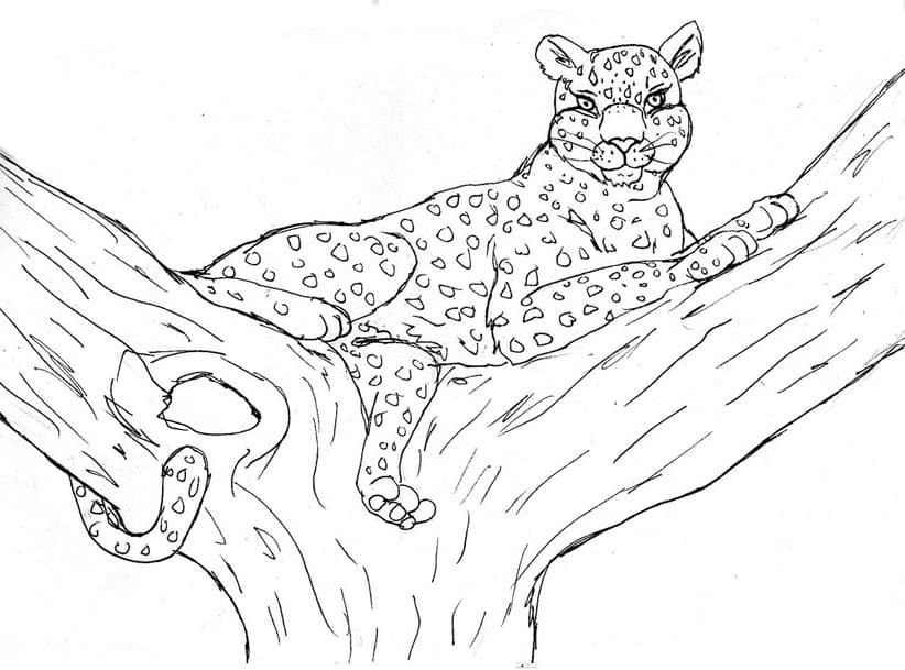 Раскраска Леопард. Раскраска 6