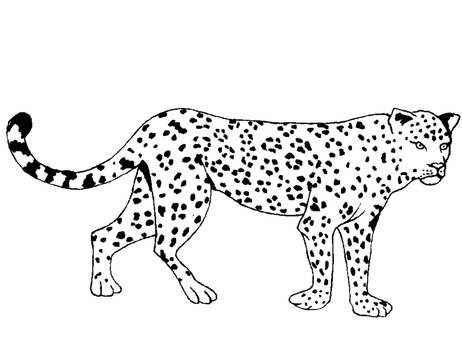 Раскраска Леопард. Раскраска 8