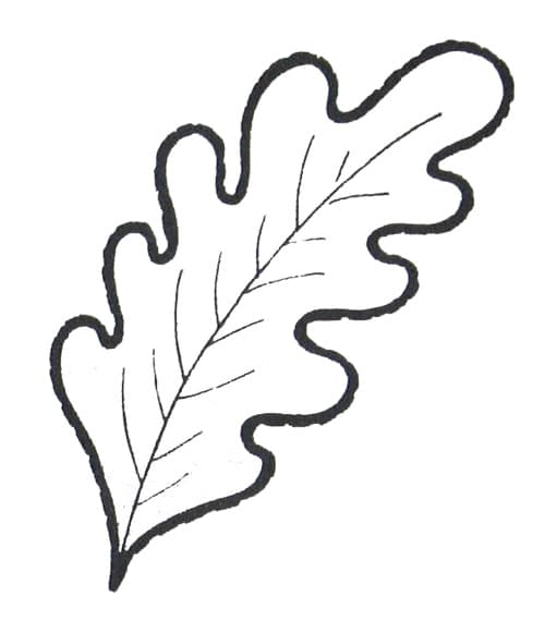 Раскраска Листья деревьев. Раскраска 17