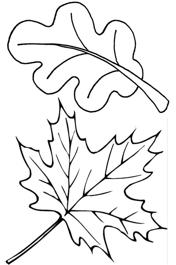 Раскраска Листья деревьев. Раскраска 14