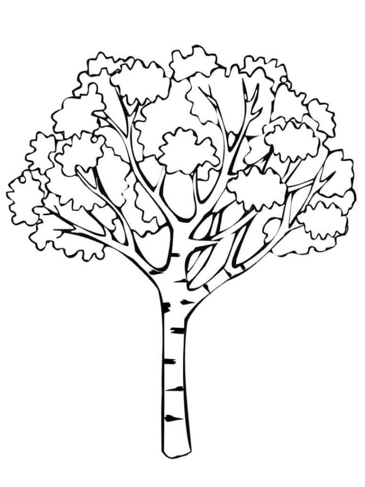 Раскраска Дерево. Раскраска 31