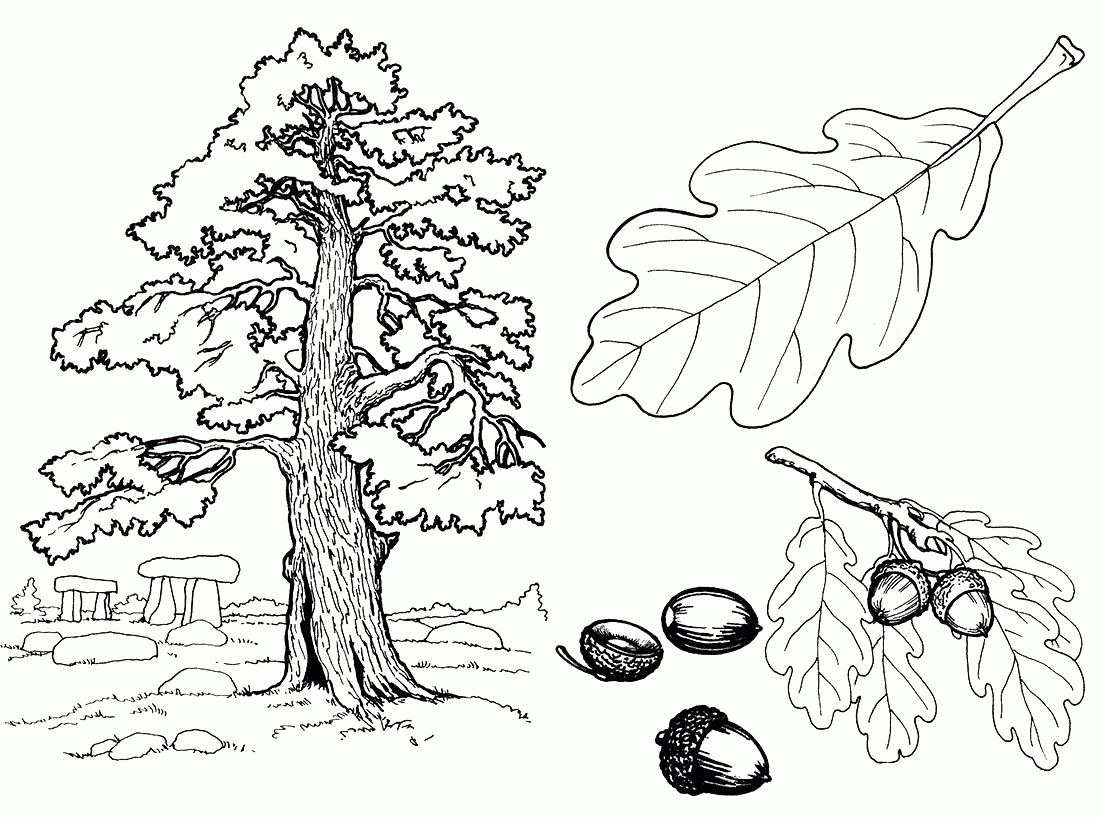 Раскраска Дерево. Раскраска 8