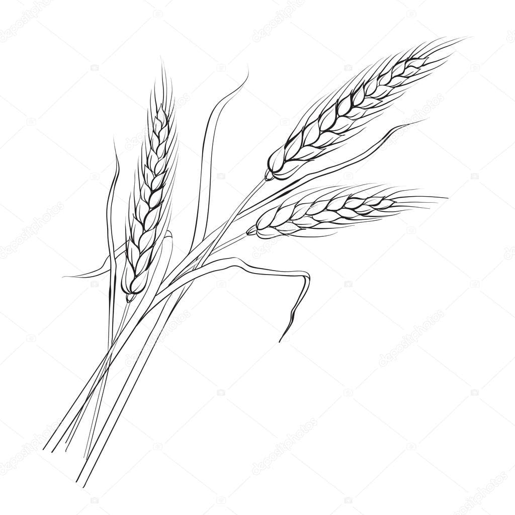 Раскраска Пшеница. Раскраска 1