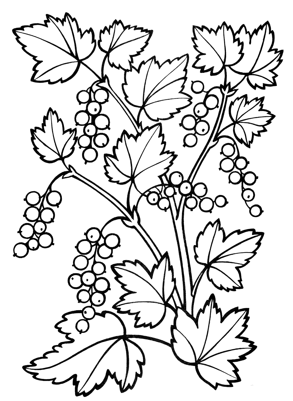 Раскраска Растения. Раскраска 23