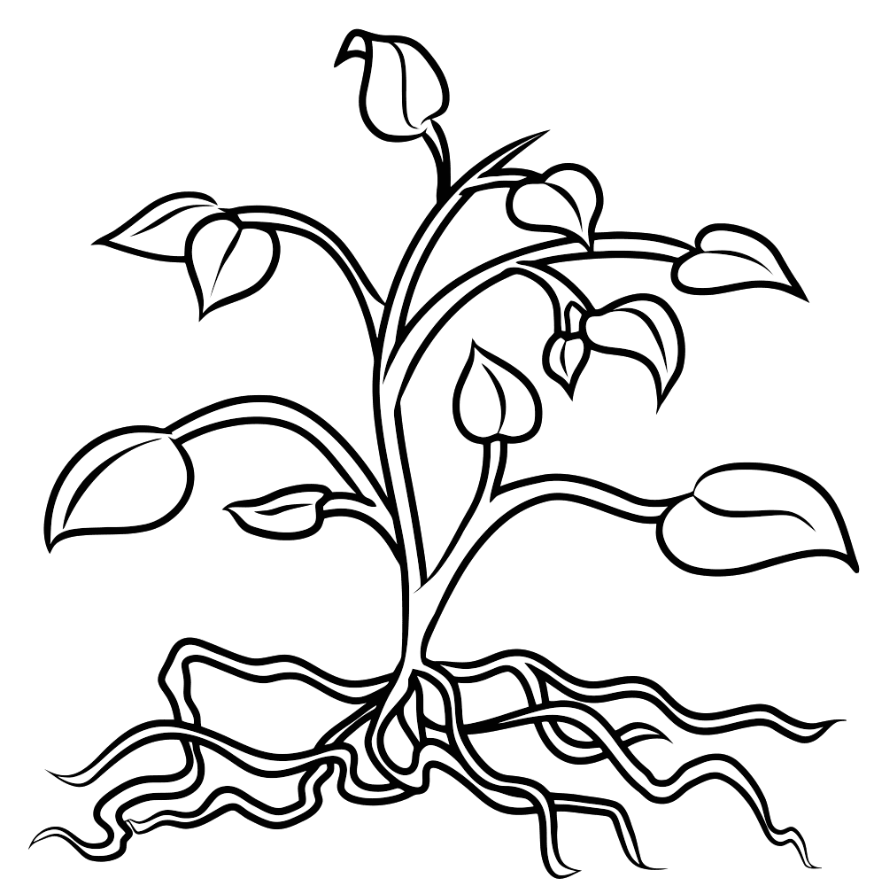 Раскраска Растения. Раскраска 13