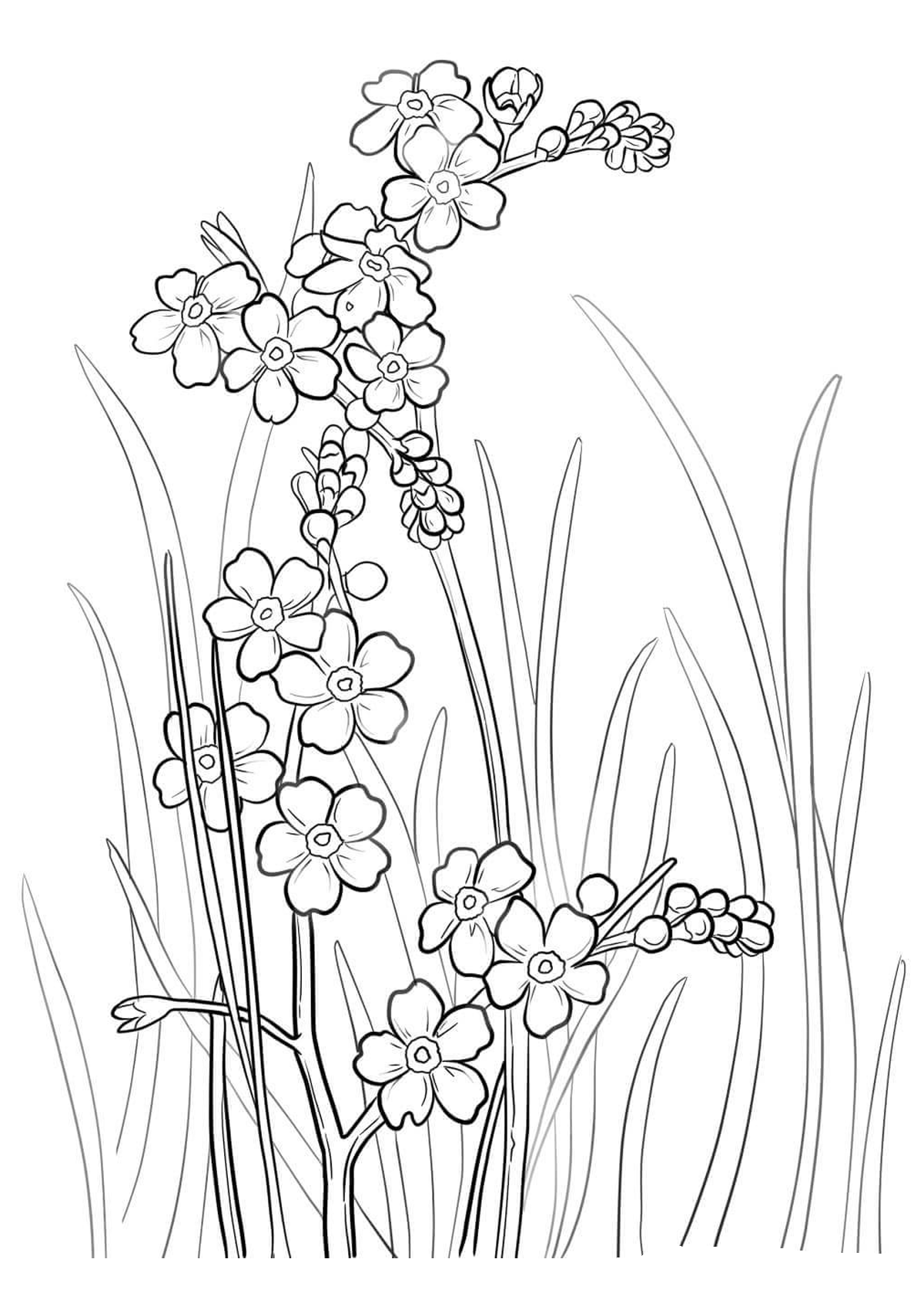 Раскраска Растения. Раскраска 15