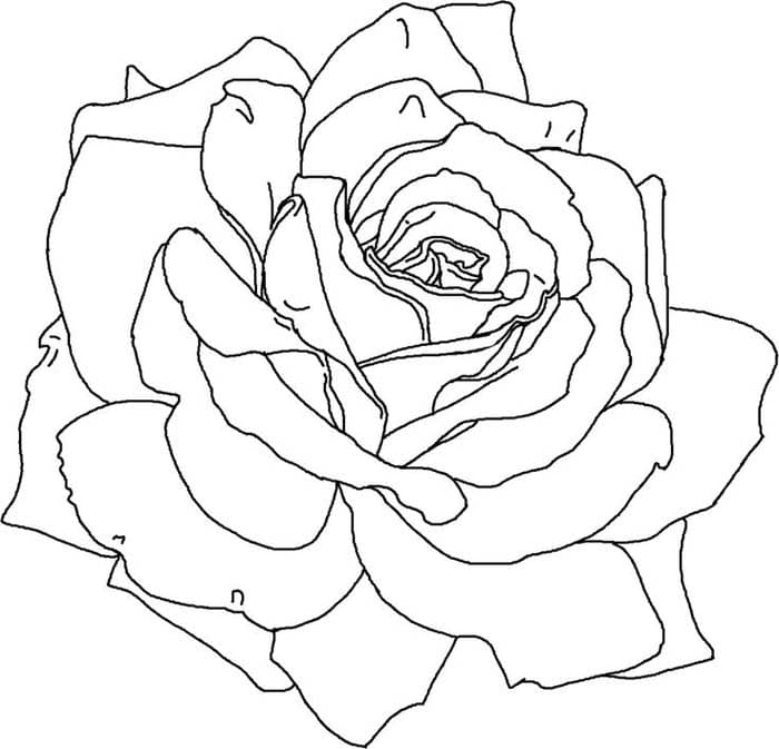 Раскраски Розы. Раскраска 2