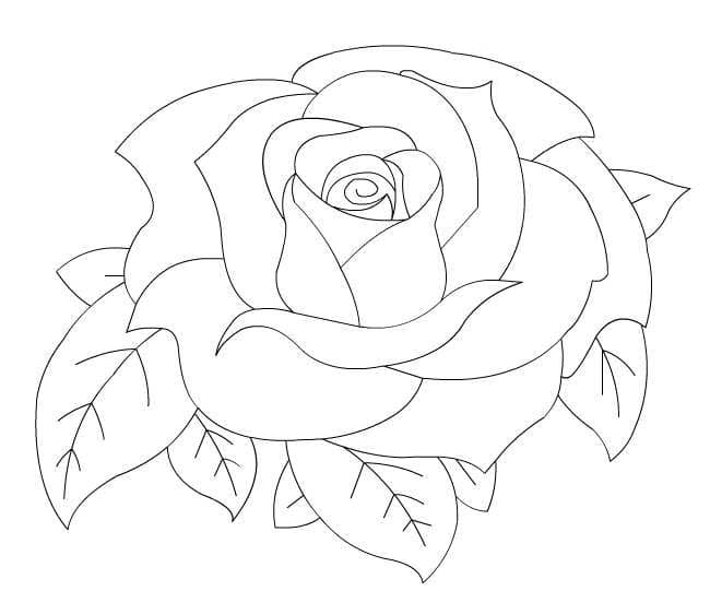Раскраски Розы. Раскраска 6