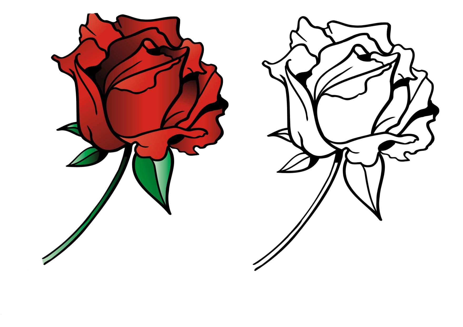 Раскраски Розы. Раскраска 8