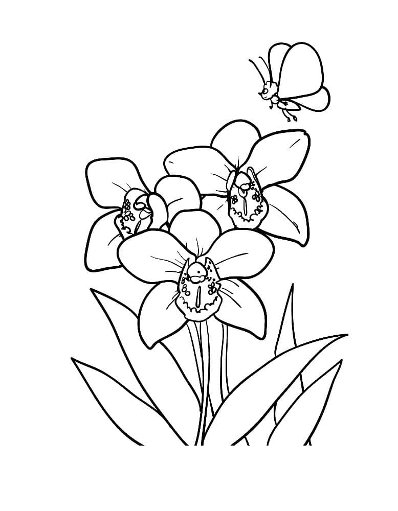 Раскраска Орхидея. Раскраска 1