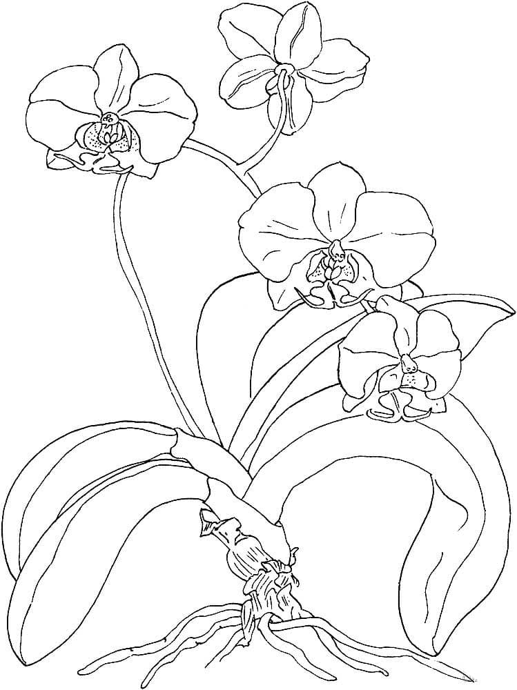 Раскраска Орхидея. Раскраска 2